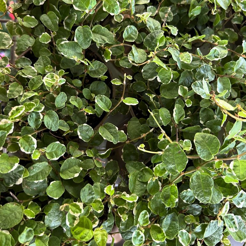 Creeping Fig
