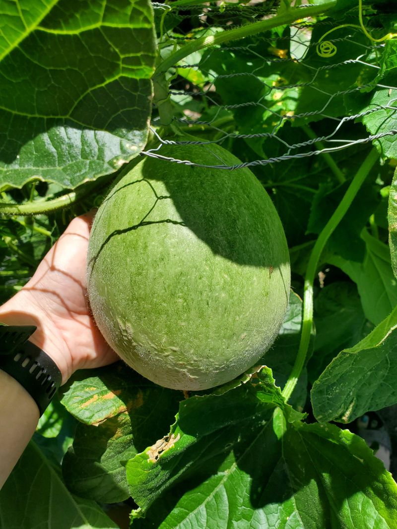 Lemon Cucumber