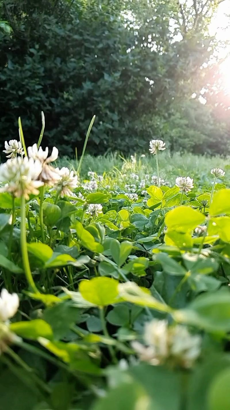 Clover