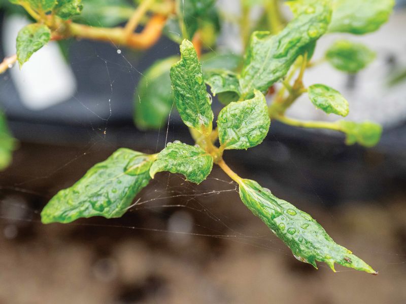 Mullein Shows Disturbed, Zinc-Deficient Soil
