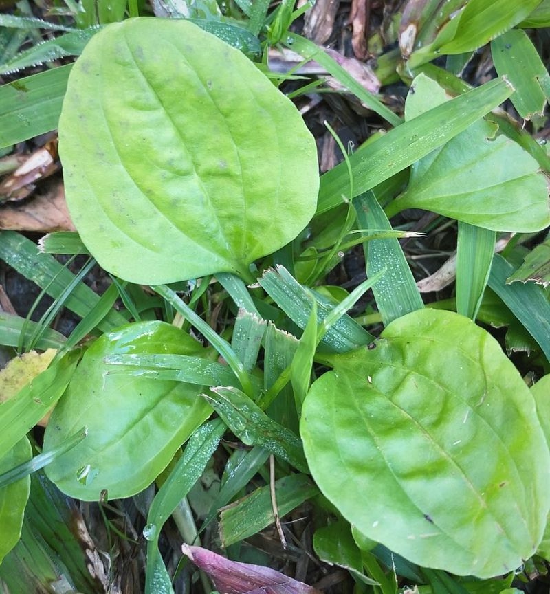 Plantain (Plantago major)