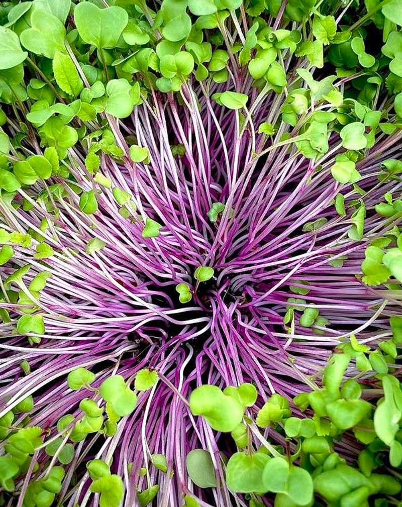 Microgreens