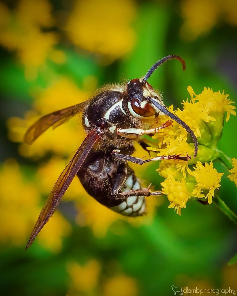 Bald-faced Hornet
