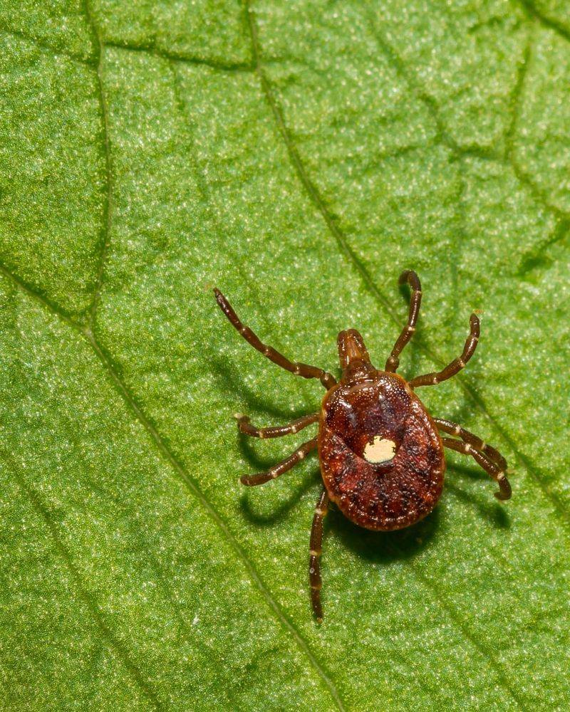 Ticks