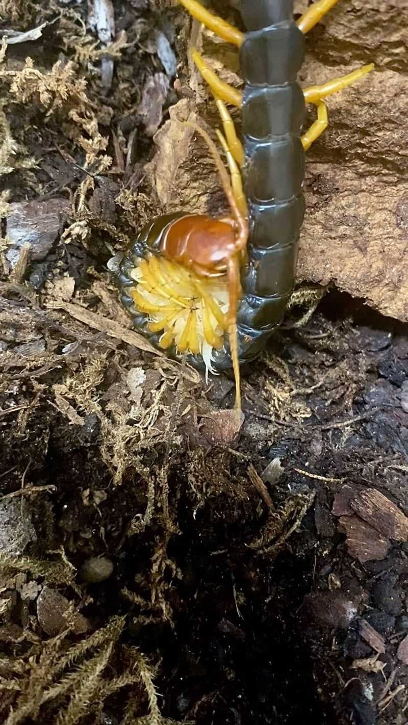 Centipedes