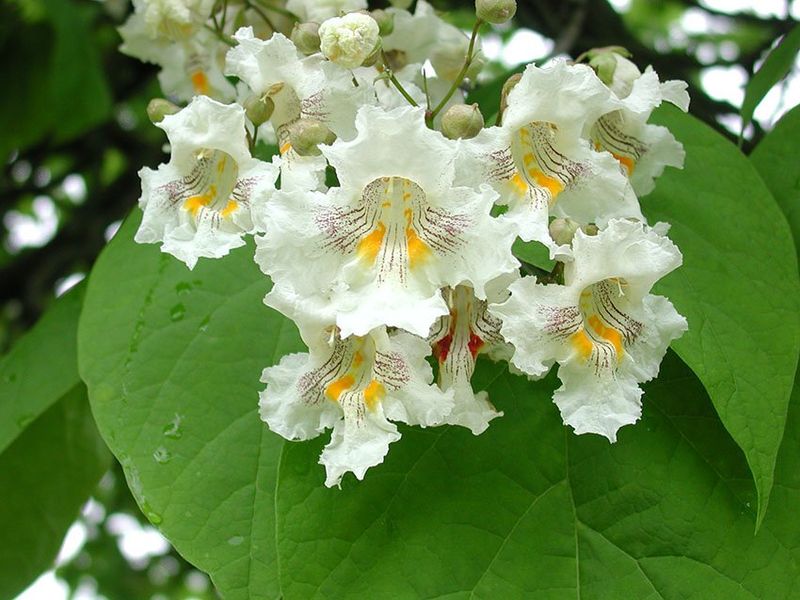 Catalpa