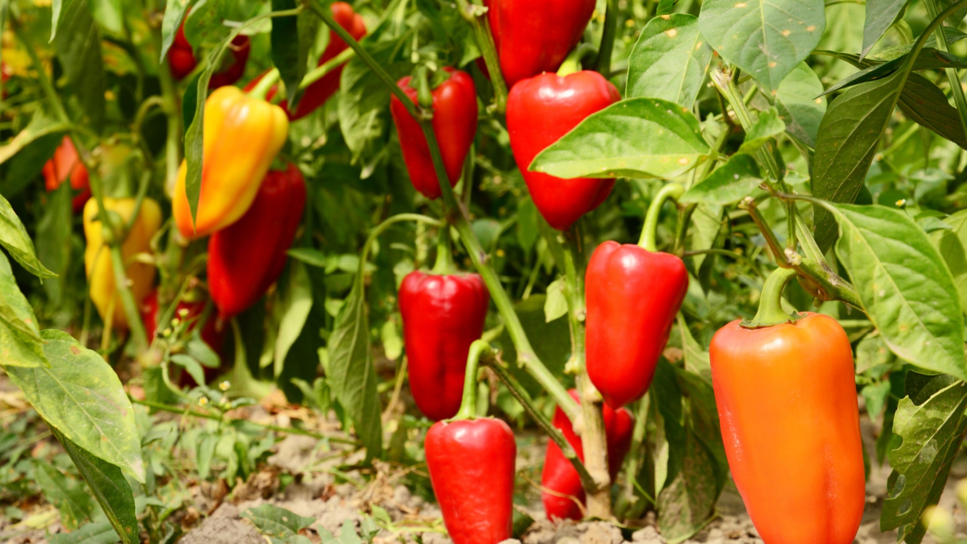 pepper garden