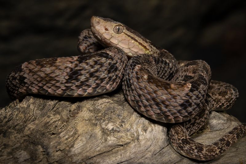 Fer-de-lance