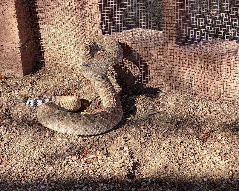 Western Diamondback Rattlesnake