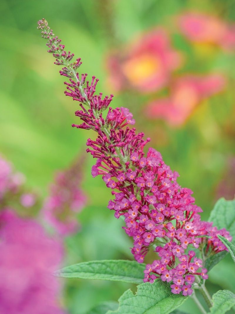 Butterfly Bush (Buddleia)