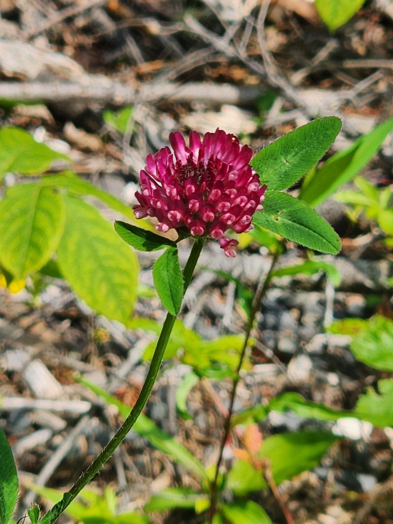 Red Clover: Protein-Rich Medicine