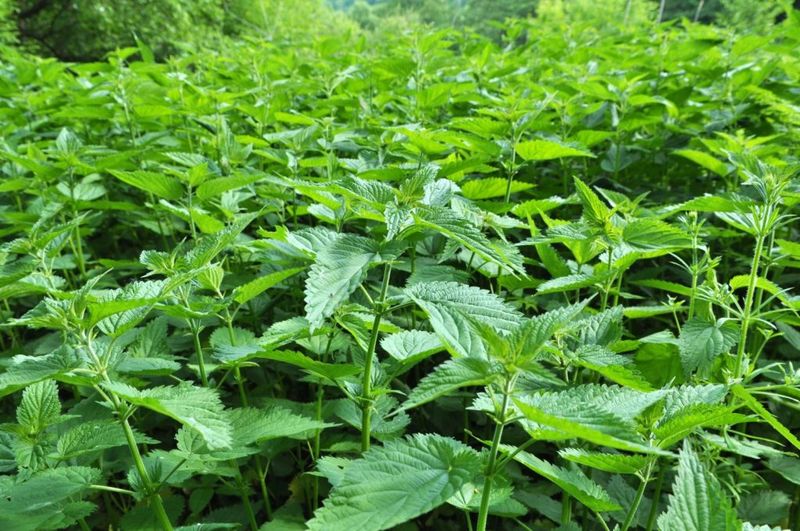 Stinging Nettle Reveals Phosphorus-Rich, Neglected Soil