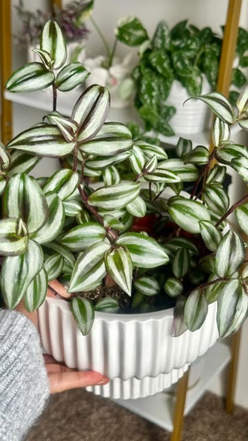 Inch Plant