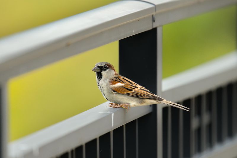 House Sparrows: Chatty Companions