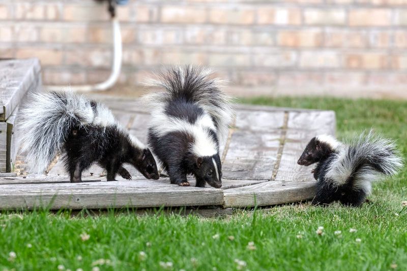 Skunks: Fragrant Night Visitors