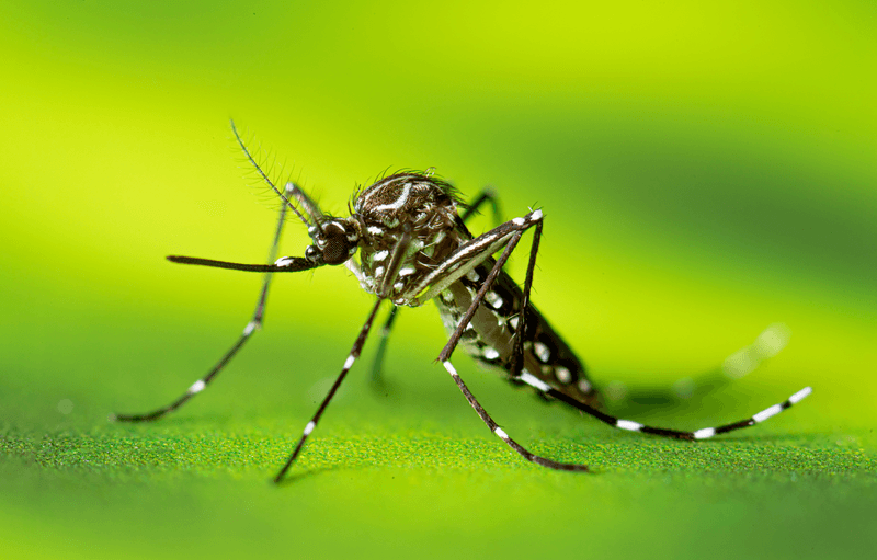 Mosquitoes