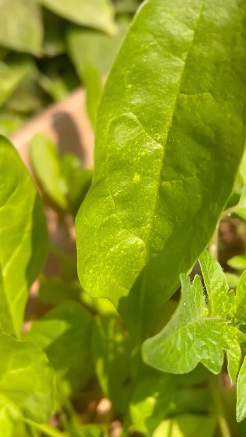 Spinach