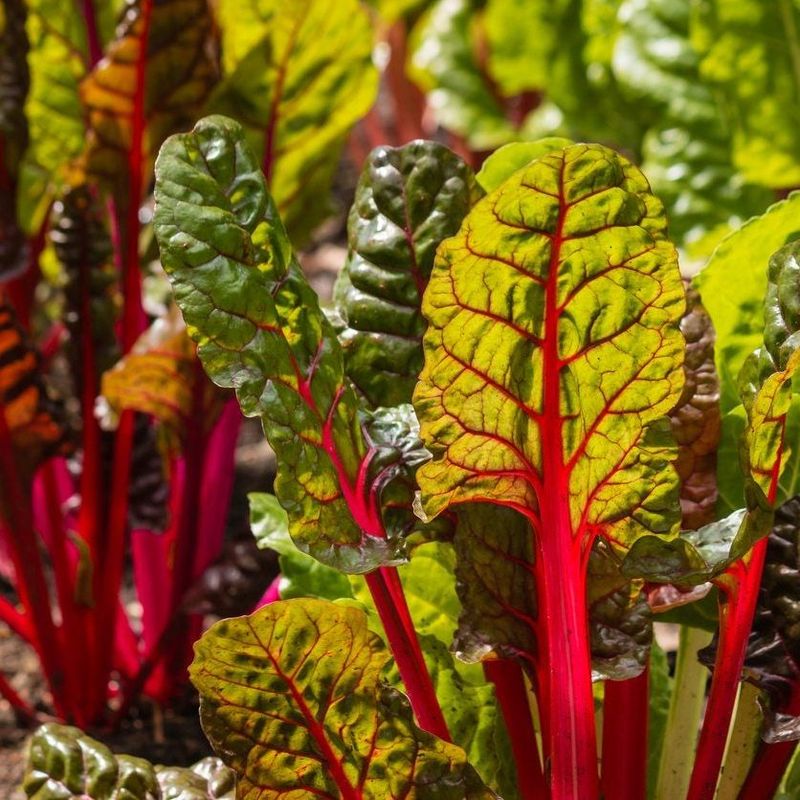 Swiss Chard