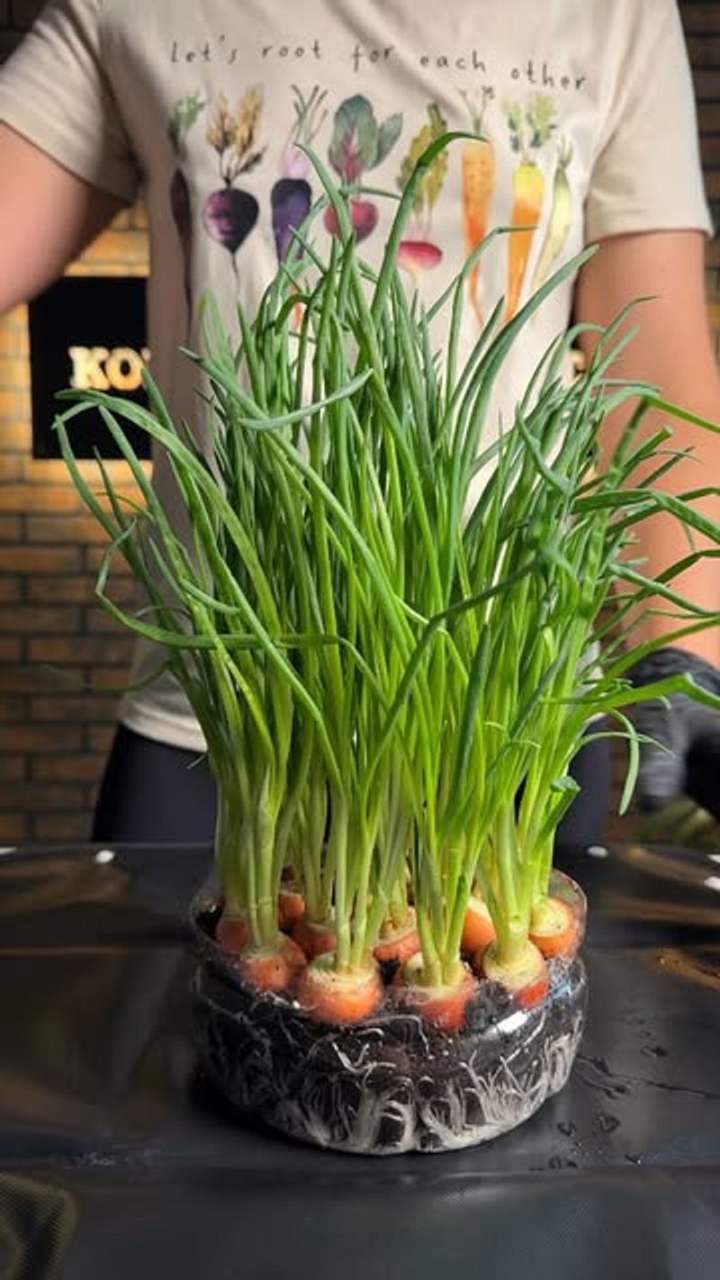 Green Onions - Endless Harvests