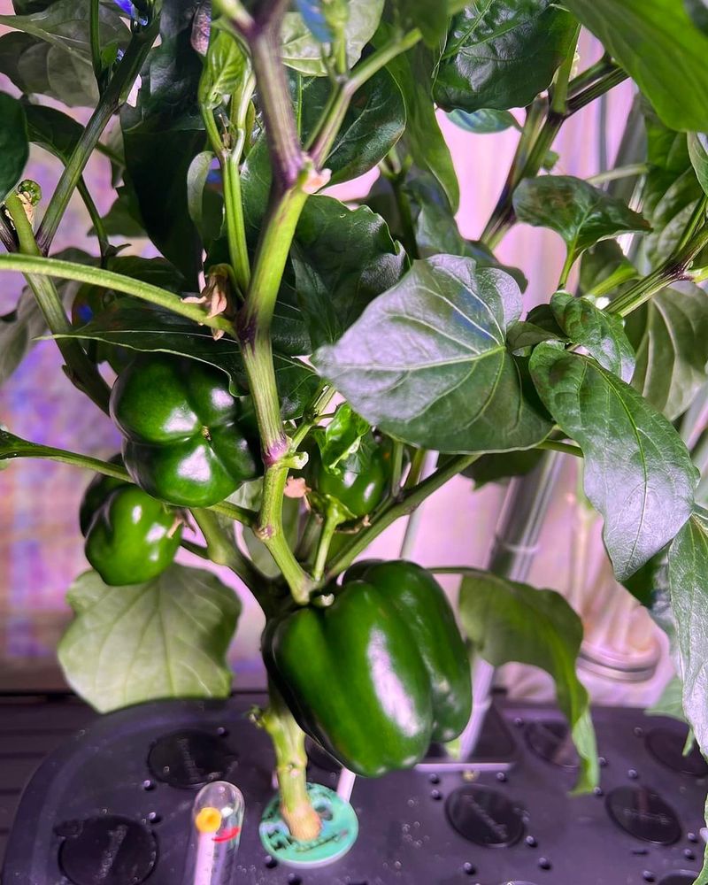 Peppers: Heat-Loving Container Stars