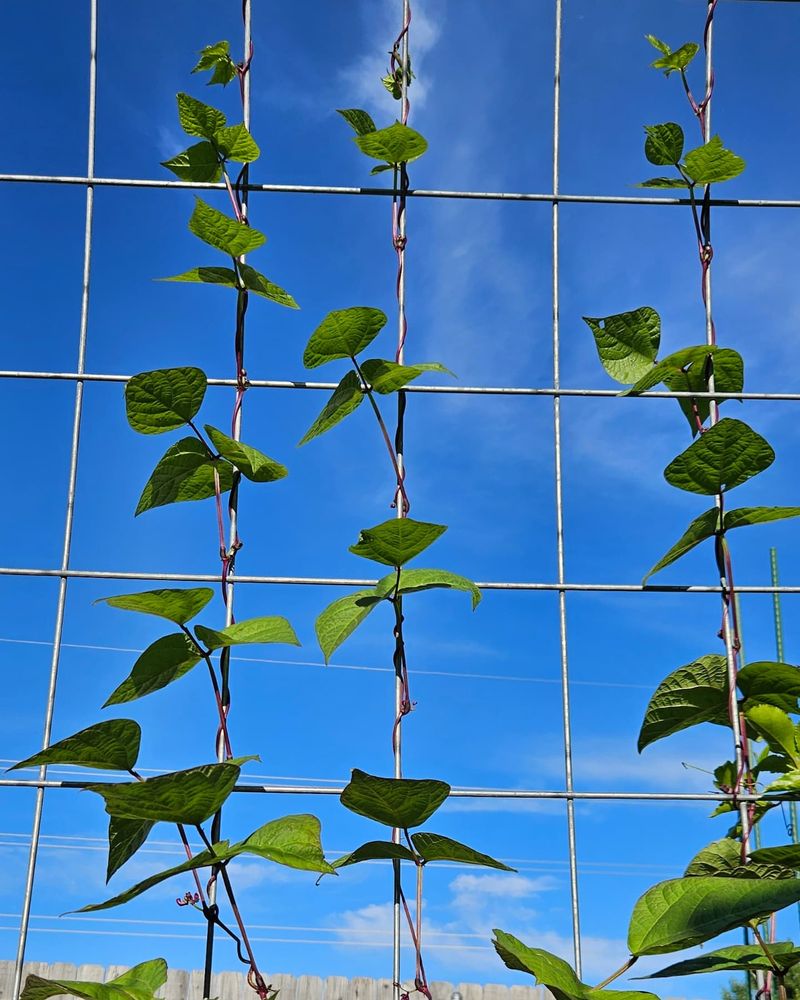 Pole Beans