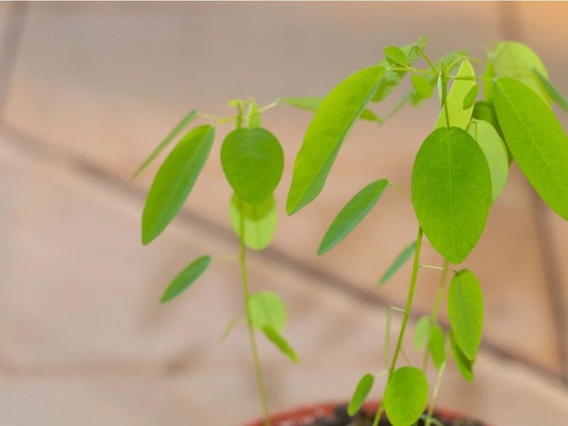 Dancing Plant: The Moving Marvel