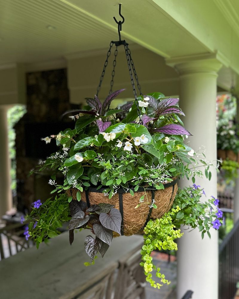 Hanging Plant Baskets