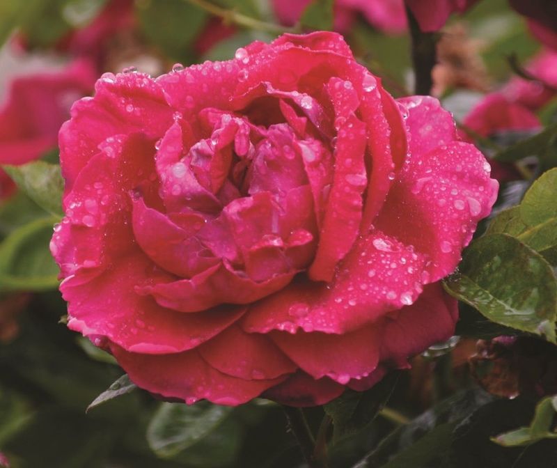 Heritage Roses