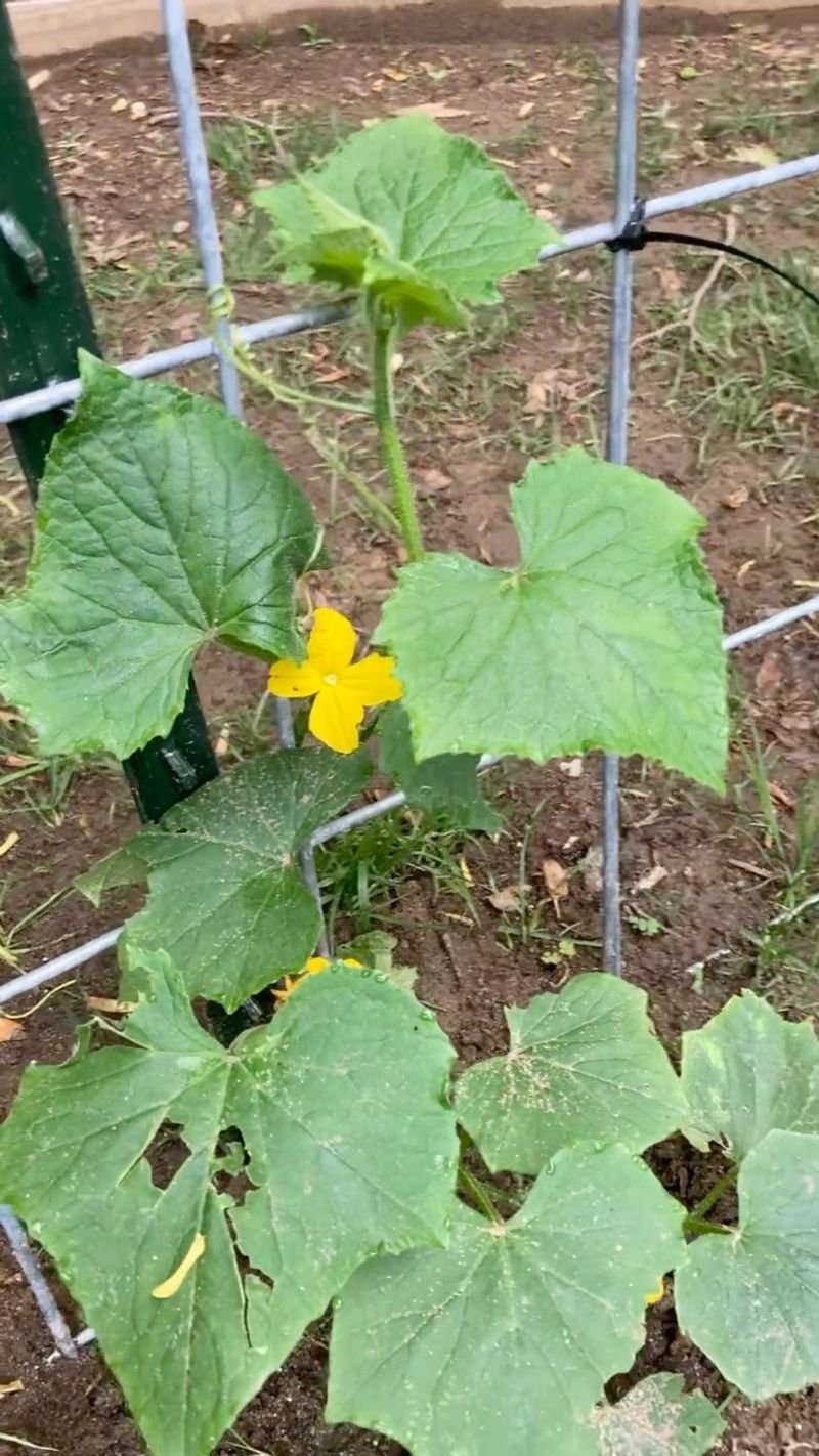 Trellising Method
