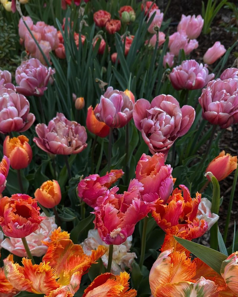 Flower Trenches