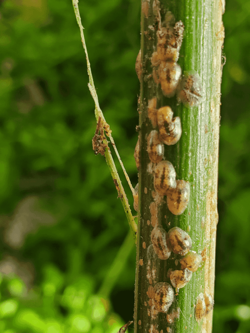 Greenhouse Pest Management