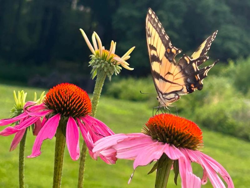 Butterfly Gardens