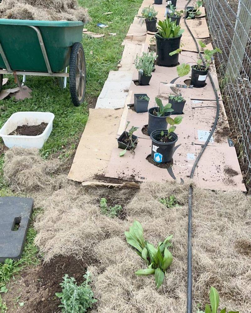 North Side of Vegetables
