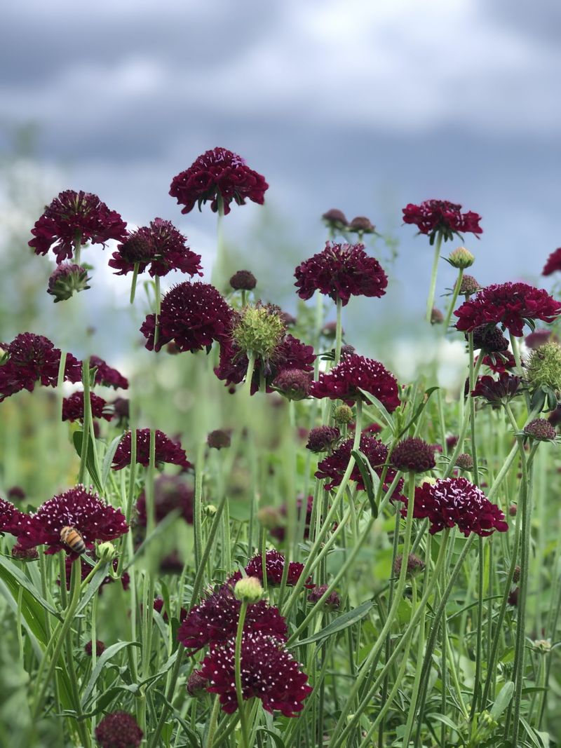 Scabiosa