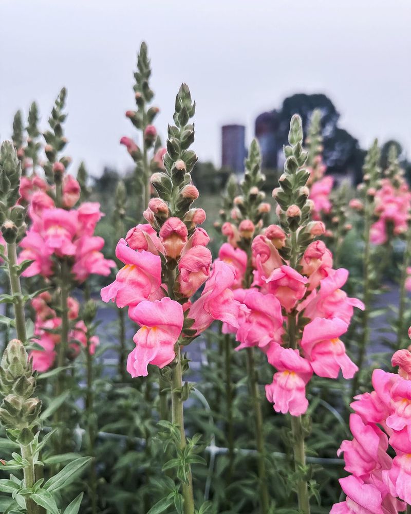 Snapdragon