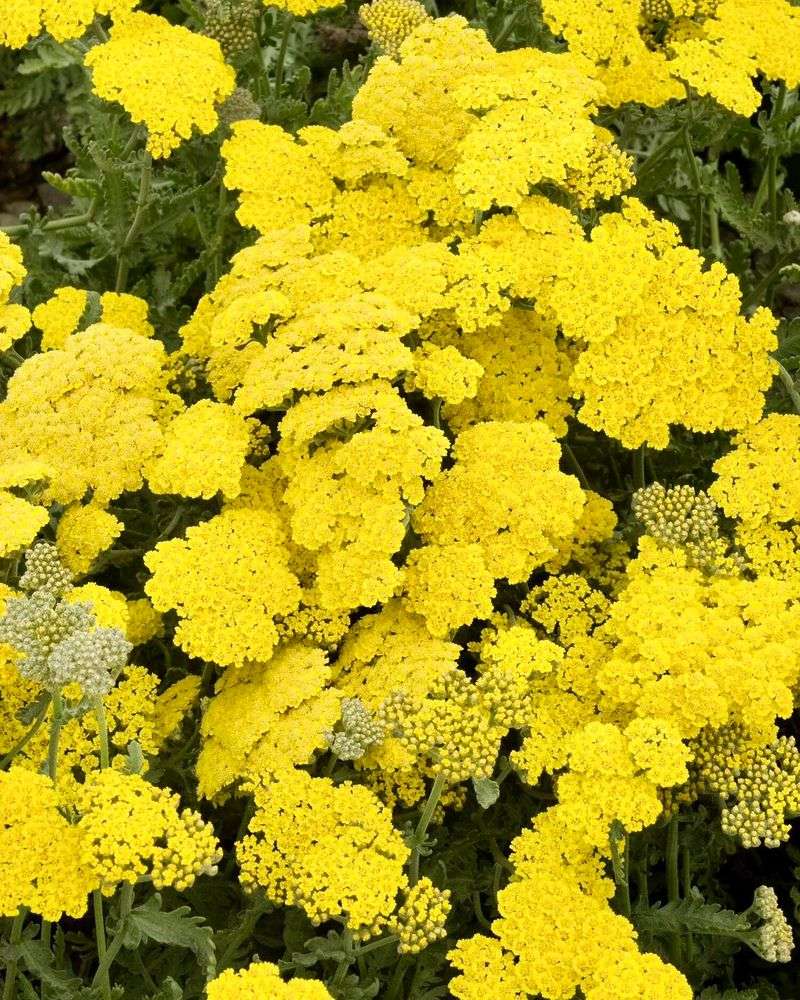 Yarrow: Drought-Defying Wonder