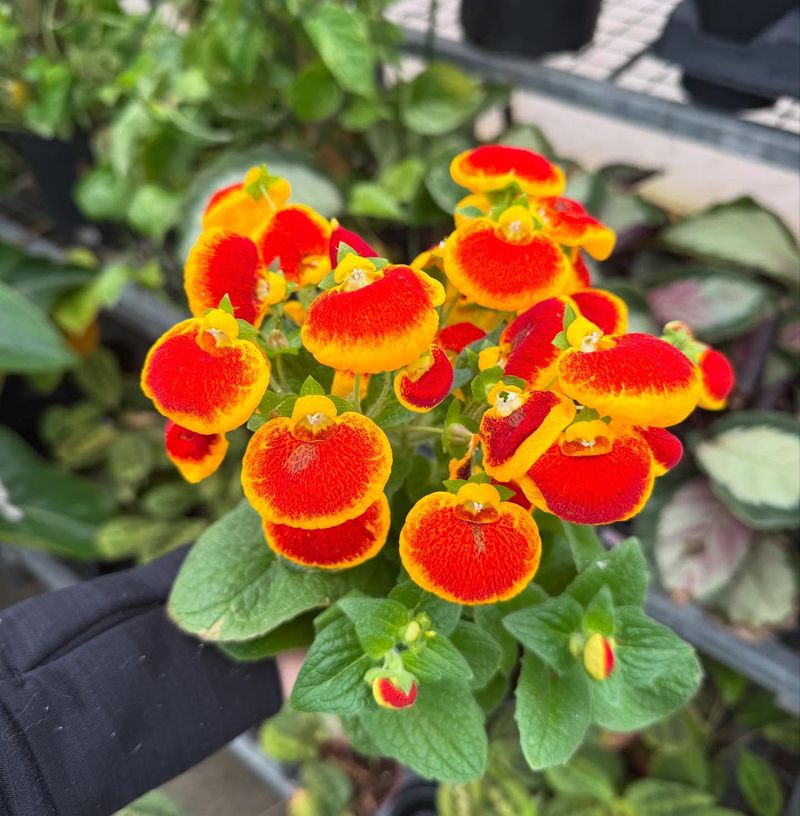 Calceolaria