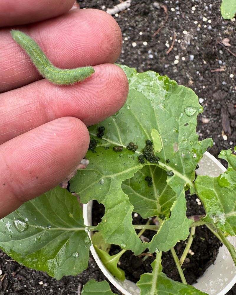 Vegetable Crop Devastation