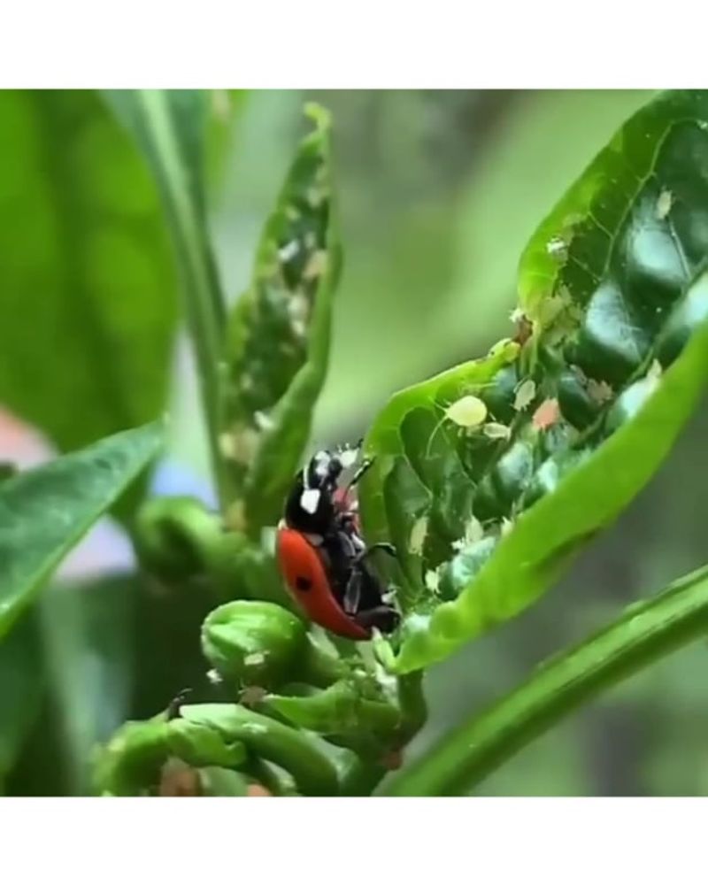 Pesticide Harm Prevention