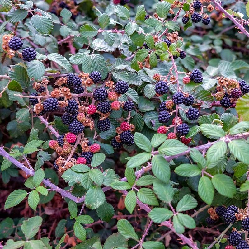 Vicious Thorns Cause Painful Injuries
