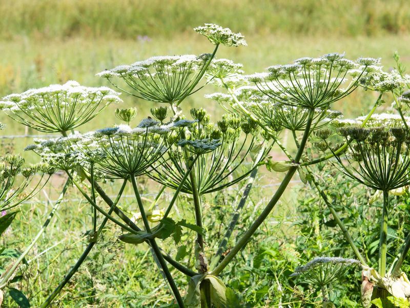 Crowds Out Native Plants