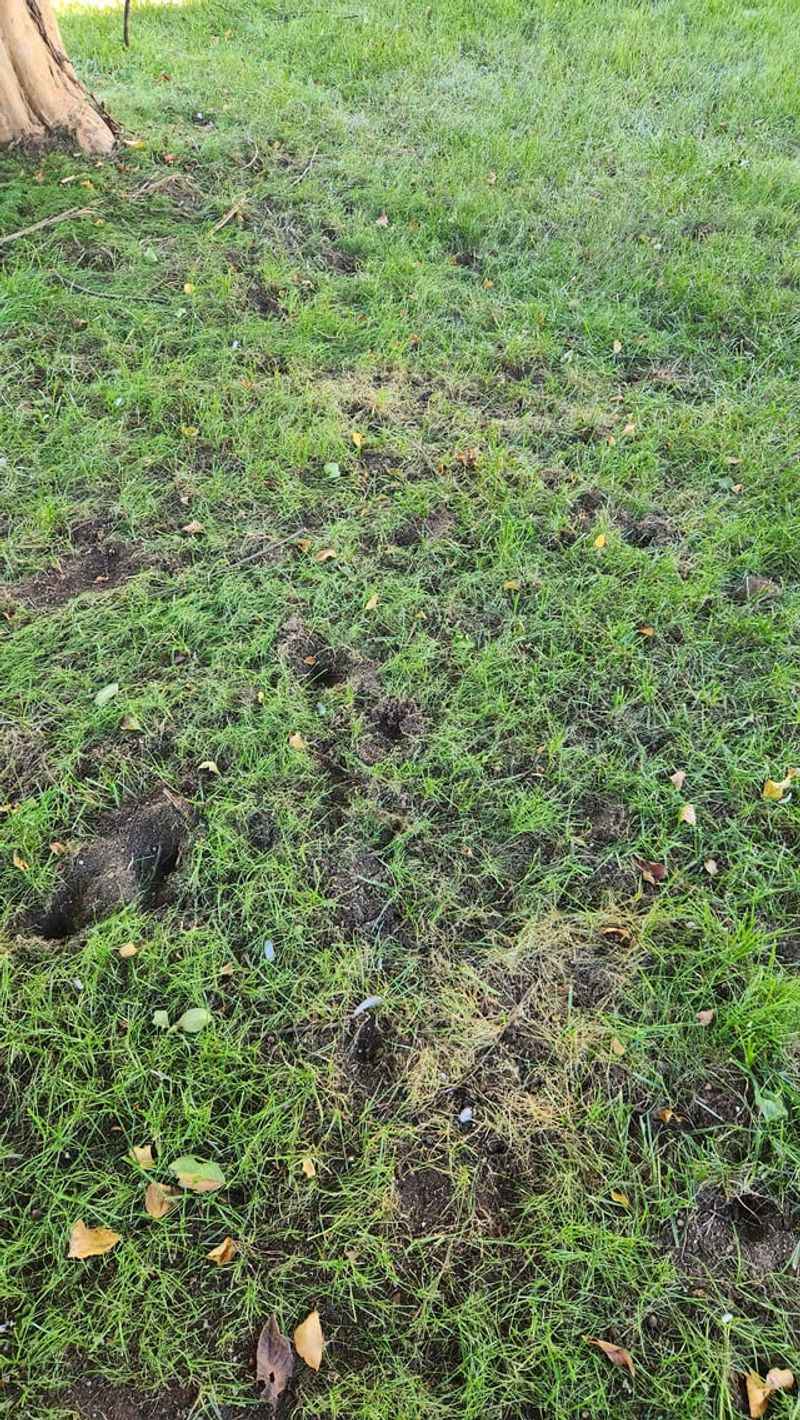 Soil Aerators