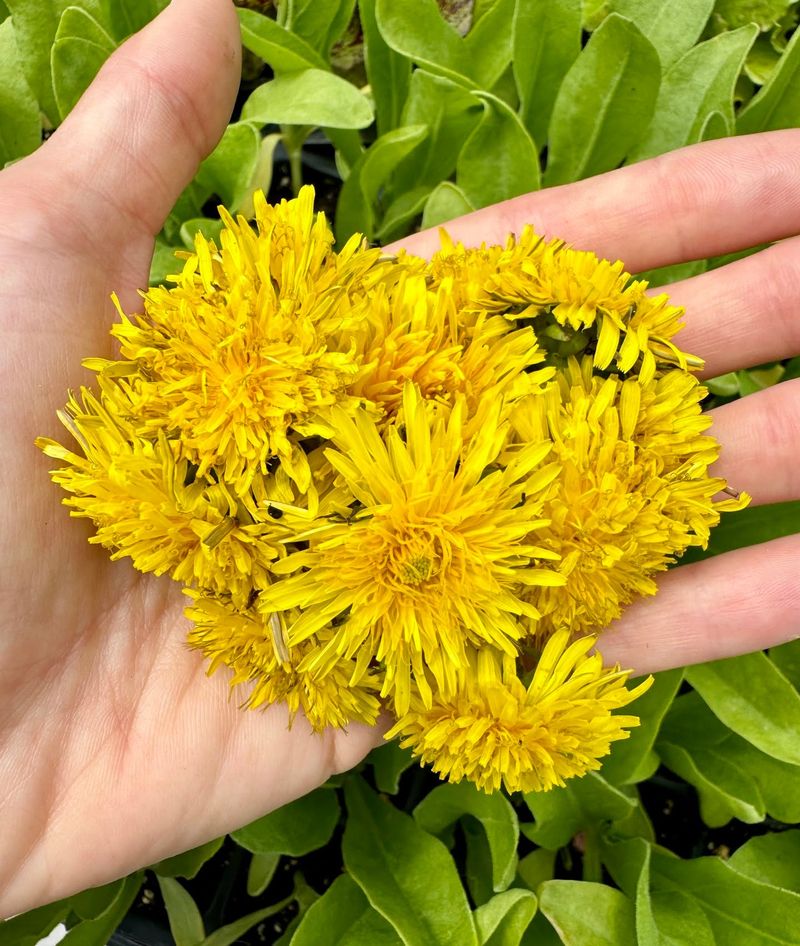 Dandelions