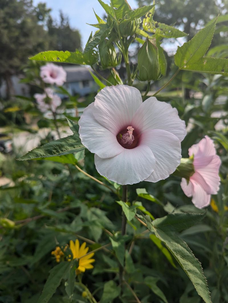 Hibiscus