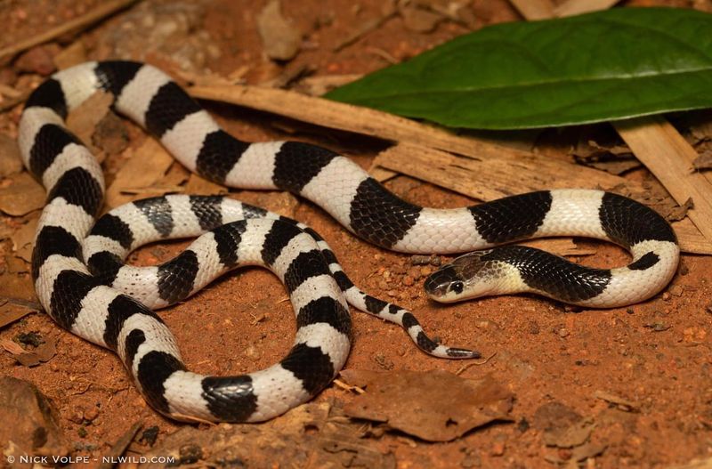 Kingsnake: The Snake Eater