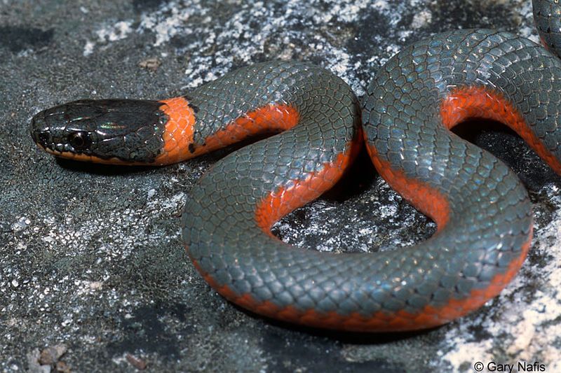 Ringneck Snake