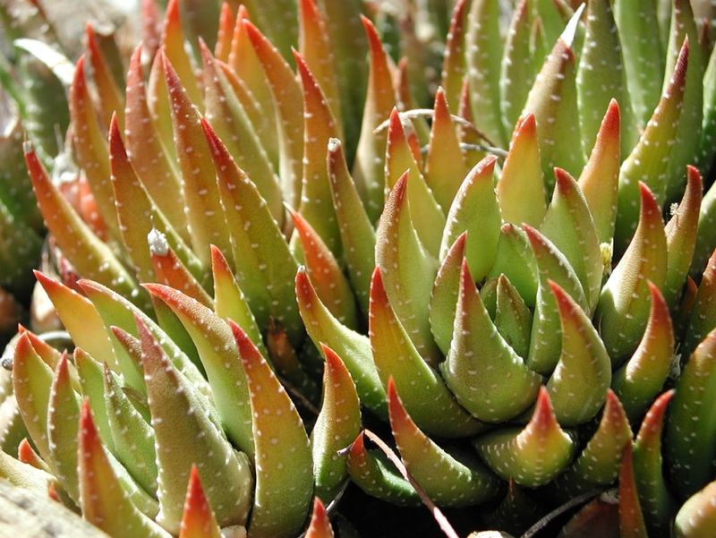 Haworthia cymbiformis var. reddii