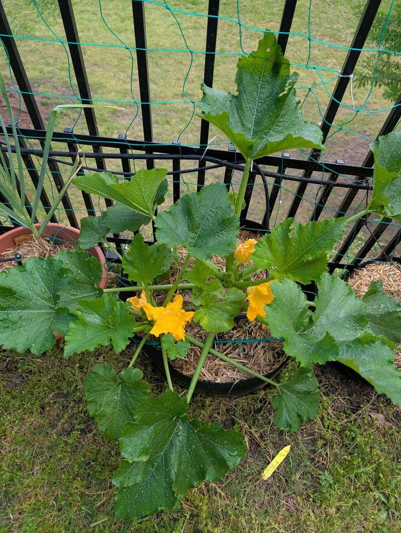 Optimal Planting Quantity
