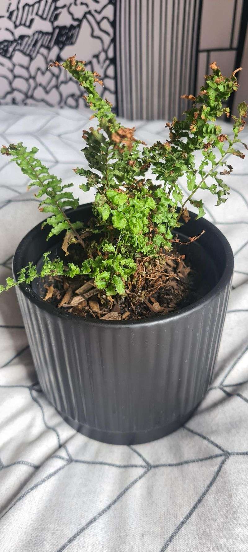 Watch For Overwatering Symptoms