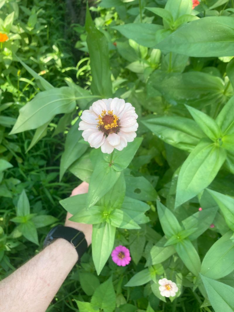 Deadhead Regularly Throughout Summer